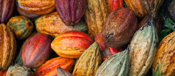 Cacao et cadmium : ce qu’il faut savoir et pourquoi nos produits sont conformes