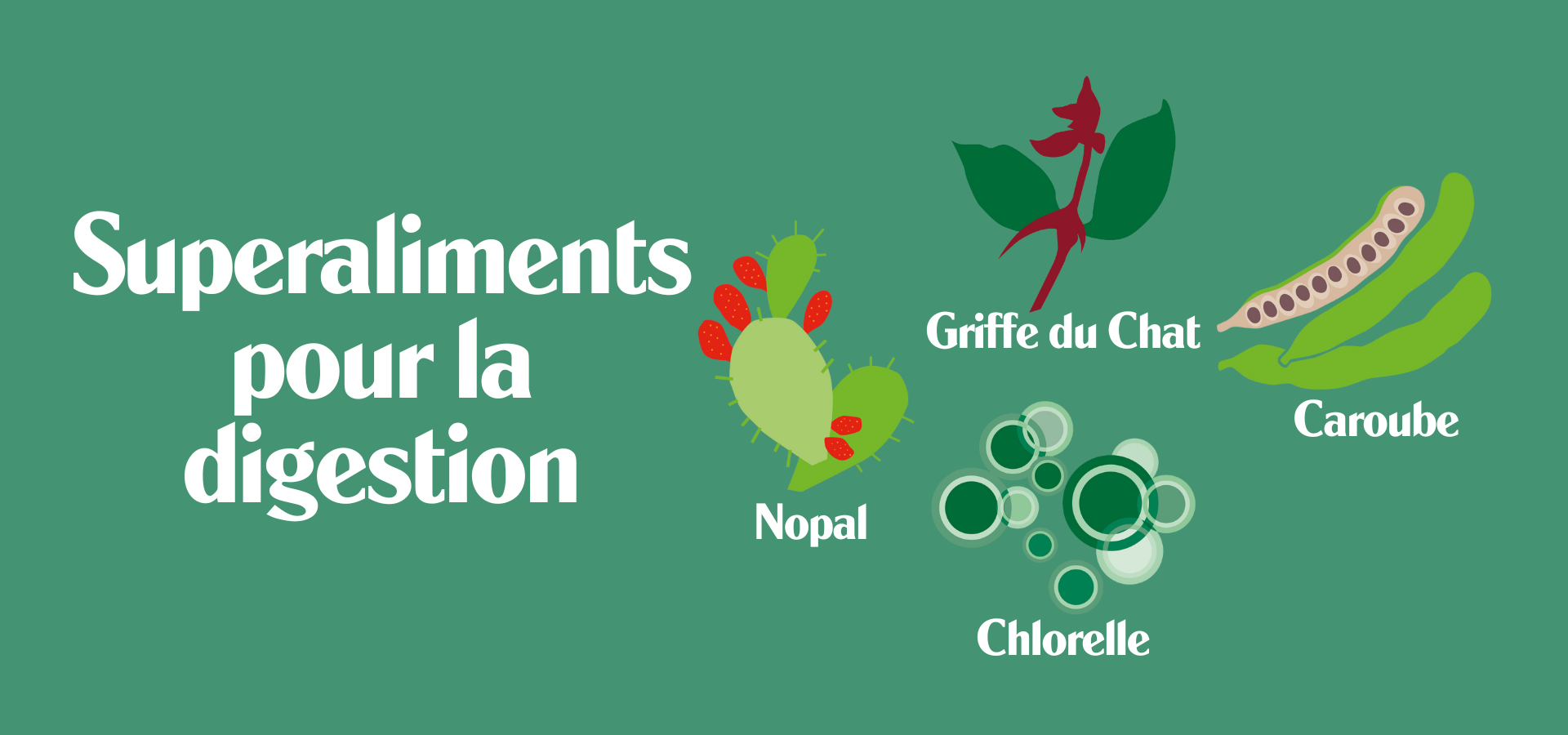 Les meilleurs superaliments pour faciliter la digestion