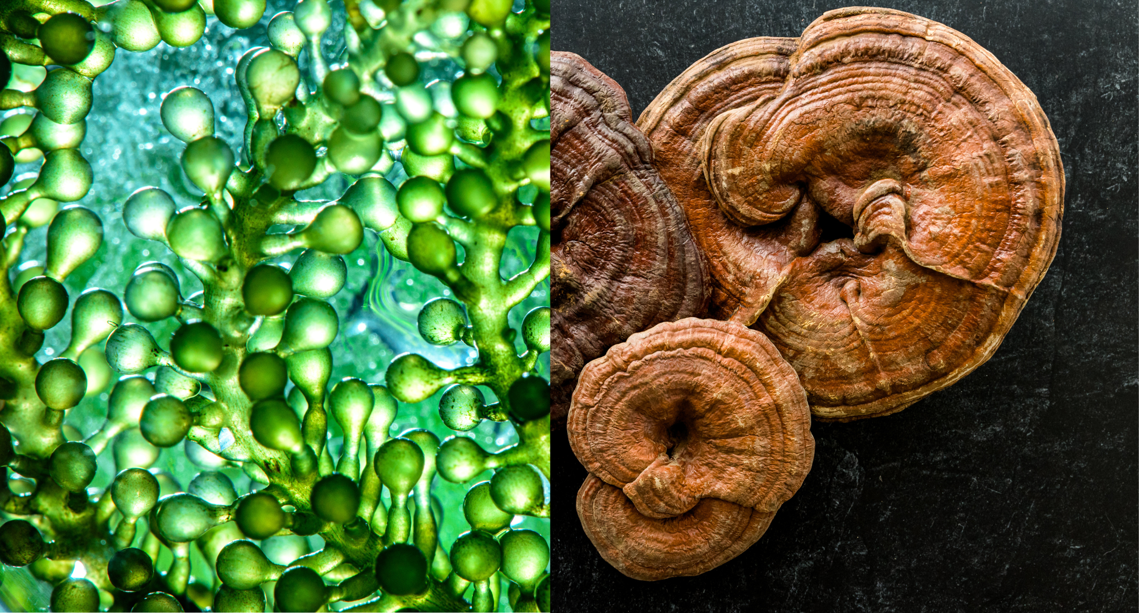 Algues bleues et champignons : une alliance ancestrale au service de la vie