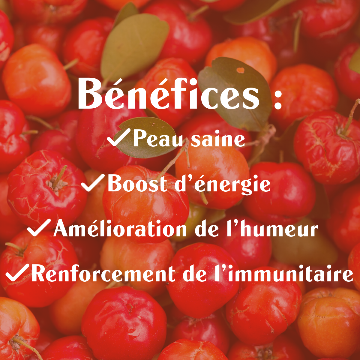 Copie Acerola 17% Bio - Poudre (Copie) - Sol Semilla