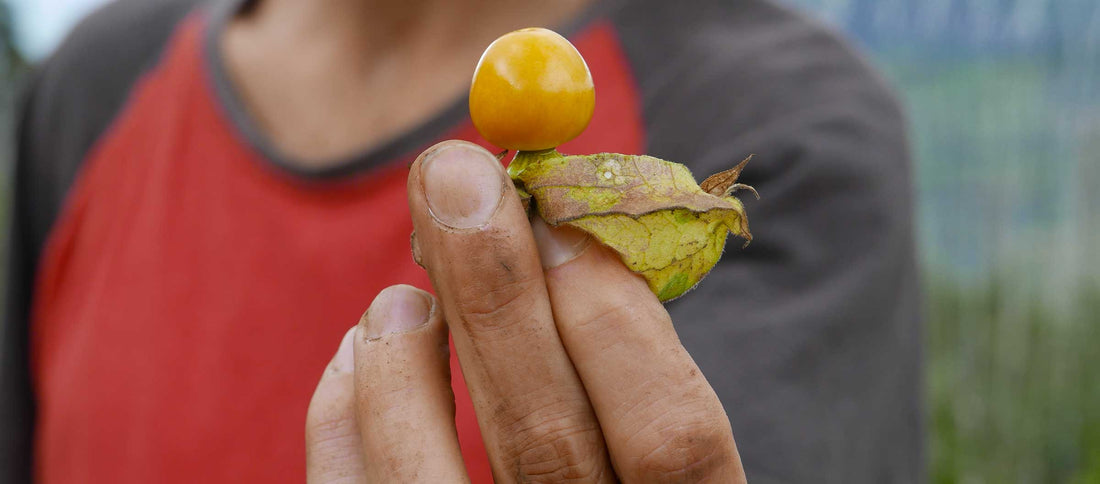 Les engagements de Sol Semilla : une approche éthique et environnementale superaliments