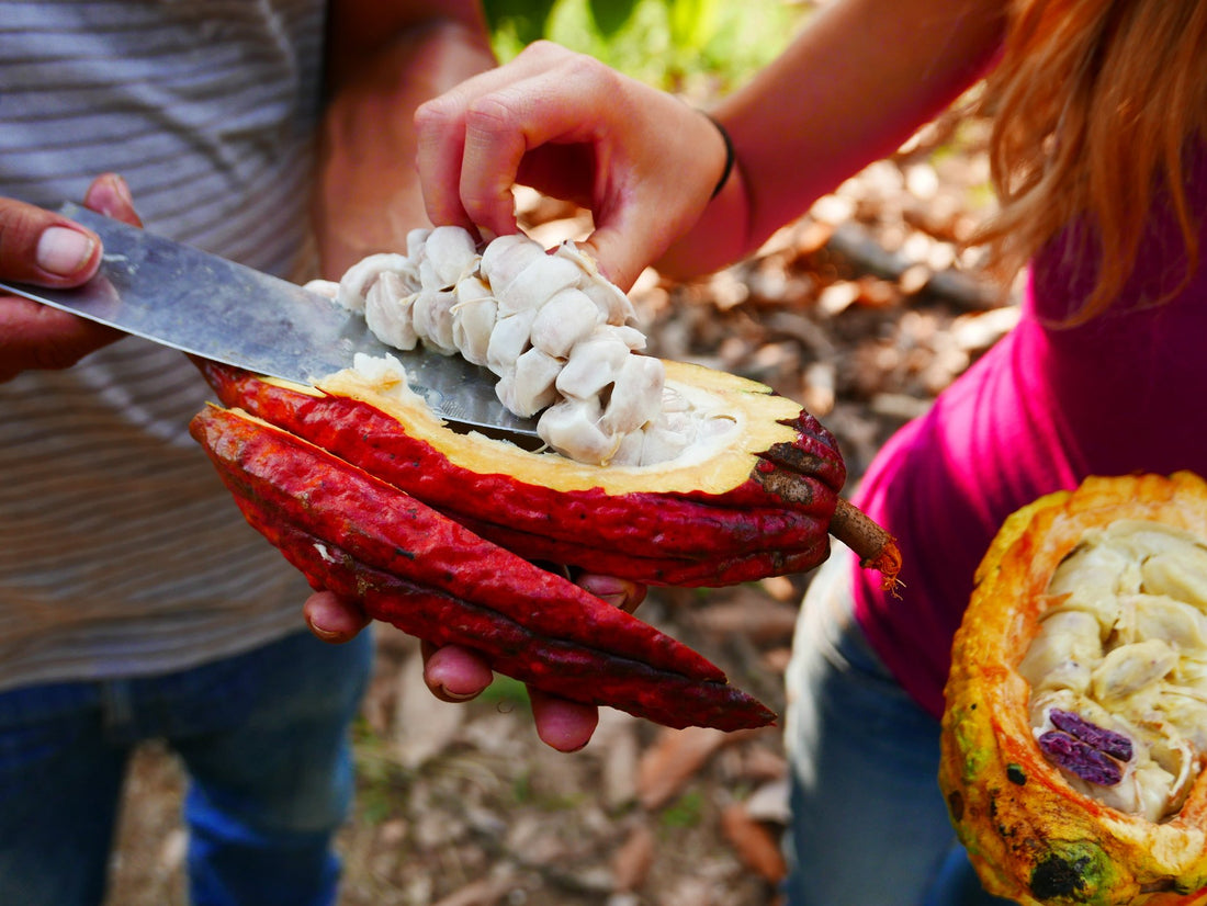 cacao cru criollo sol semilla pérou amazonie