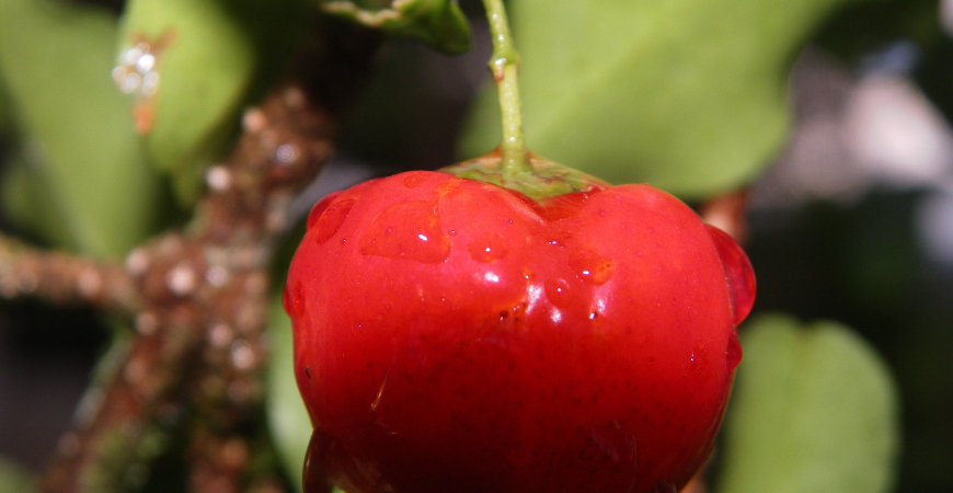 Acérola Sol Semilla