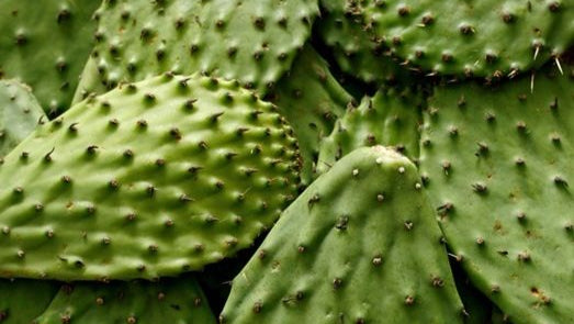 Sol Semilla superaliments bio innovation