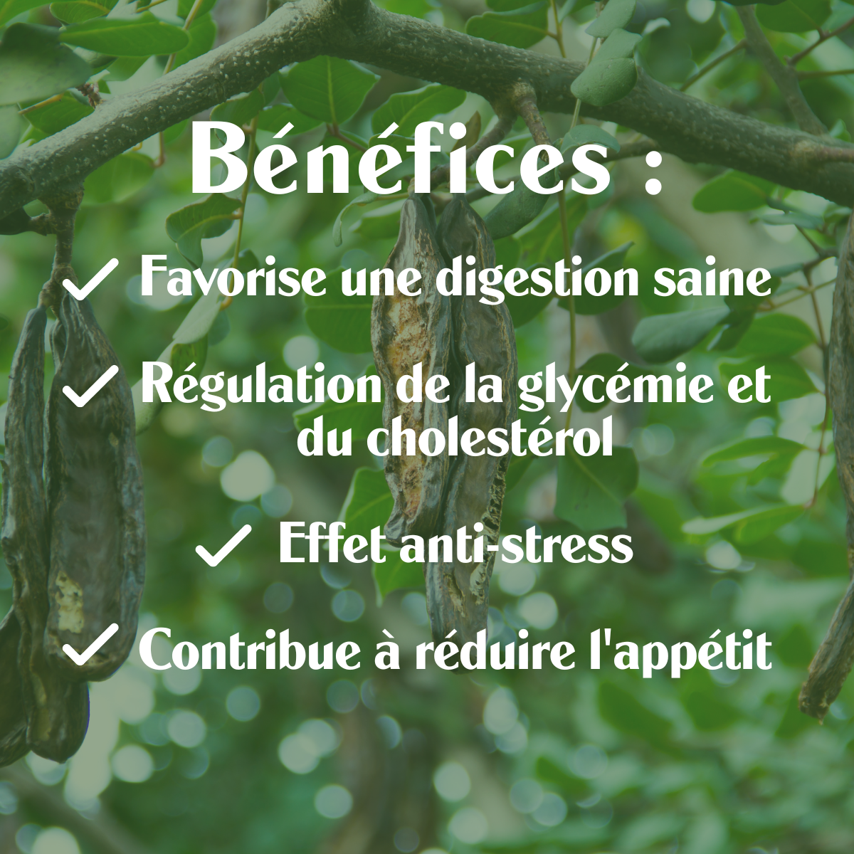 Caroube Crue Méditerranéenne BIO - Poudre - Sol Semilla