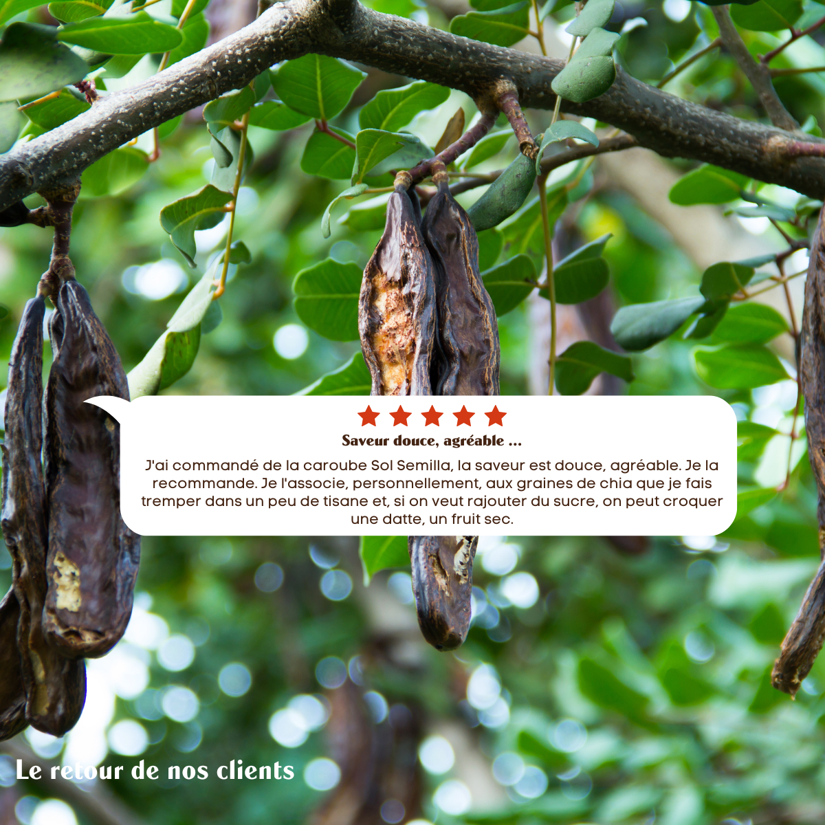 Caroube Crue Méditerrannéene BIO - Poudre - Sol Semilla