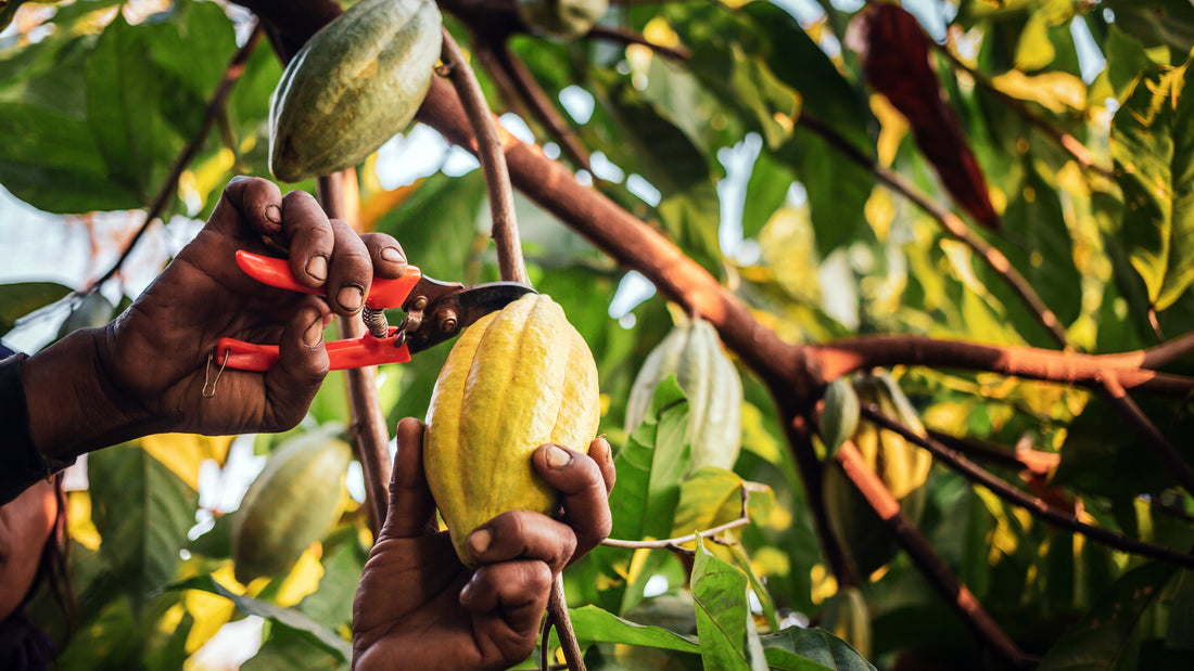 Sol Semilla superaliments sourcing éthique